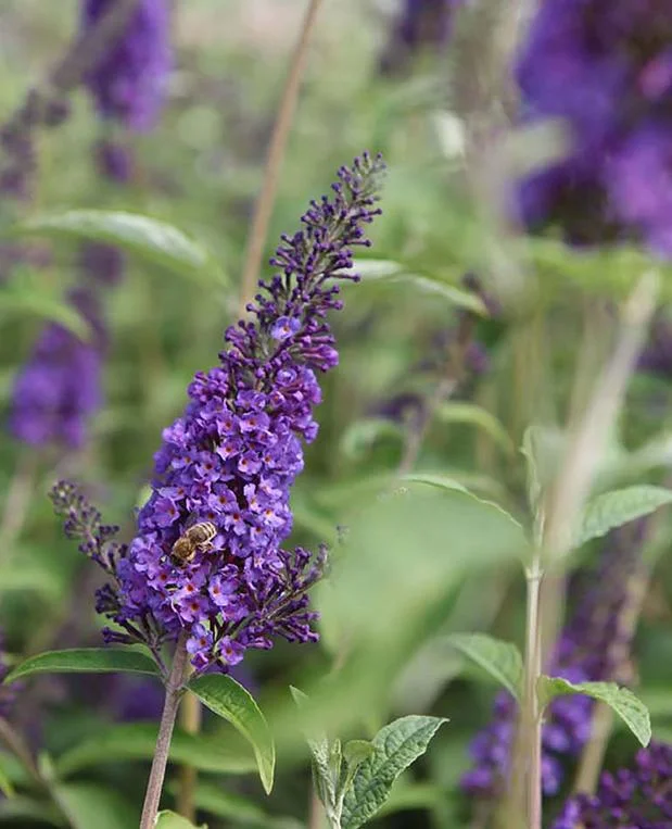 Blue Butterfly Bush Live Plants, Buddleia Davidii, Fragrant Flowers, Set of 2, 5-9 Inch Tall, Outdoor Shrub Blue Butterfly Bush Live Plants, Buddleia Davidii, Fragrant Flowers, Set of 2, 5-9 Inch Tall, Outdoor Shrub - Image 8