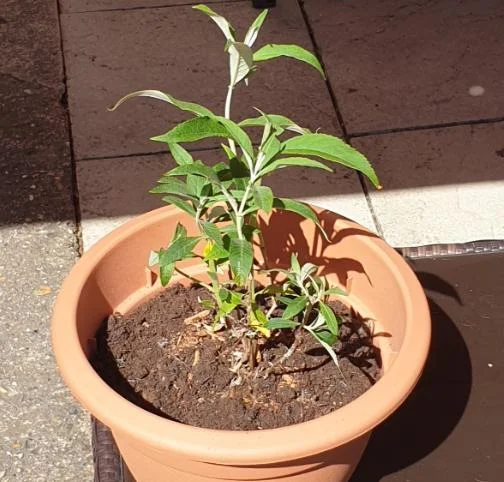 Blue Butterfly Bush Live Plants, Buddleia Davidii, Fragrant Flowers, Set of 2, 5-9 Inch Tall, Outdoor Shrub Blue Butterfly Bush Live Plants, Buddleia Davidii, Fragrant Flowers, Set of 2, 5-9 Inch Tall, Outdoor Shrub - Image 9