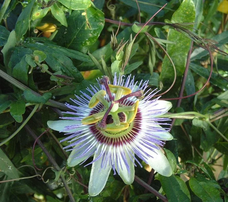 Blue Caerulea Passiflora Live Plant – 4-6" Tall Starter – Stunning Blue Flowers for Trellis Blue Caerulea Passiflora Live Plant – 4-6" Tall Starter – Stunning Blue Flowers for Trellis - Image 2