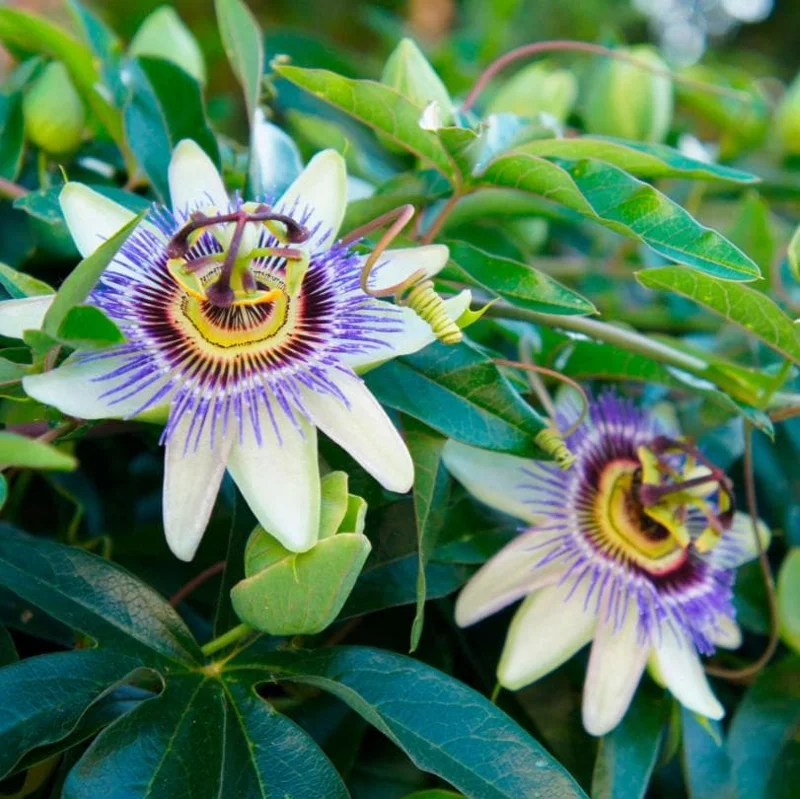 Blue Caerulea Passiflora Live Plant – 4-6" Tall Starter – Stunning Blue Flowers for Trellis Blue Caerulea Passiflora Live Plant – 4-6" Tall Starter – Stunning Blue Flowers for Trellis - Image 3