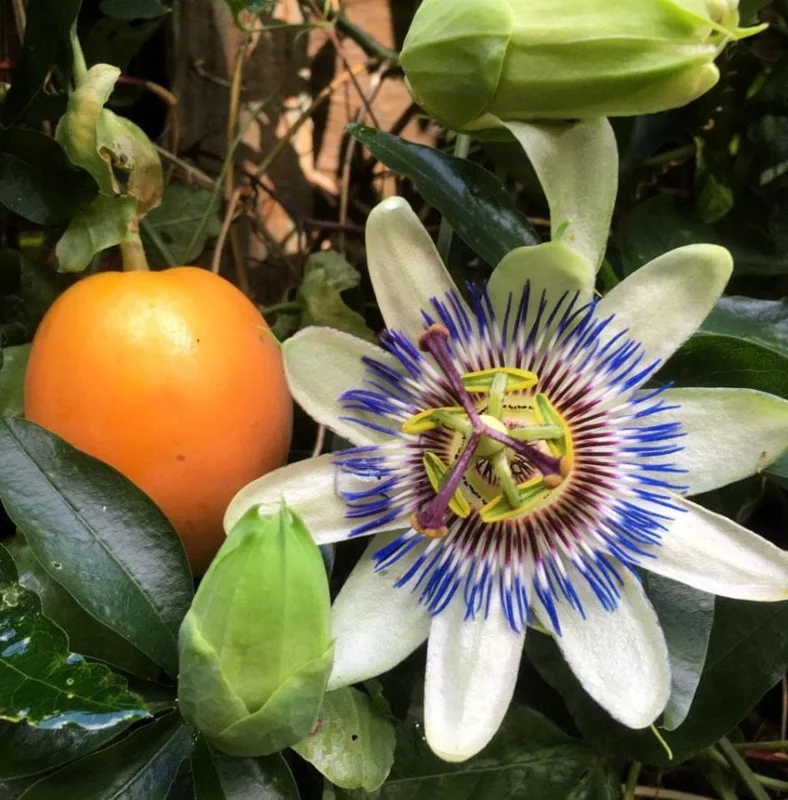Blue Caerulea Passiflora Live Plant – 4-6" Tall Starter – Stunning Blue Flowers for Trellis Blue Caerulea Passiflora Live Plant – 4-6" Tall Starter – Stunning Blue Flowers for Trellis - Image 4