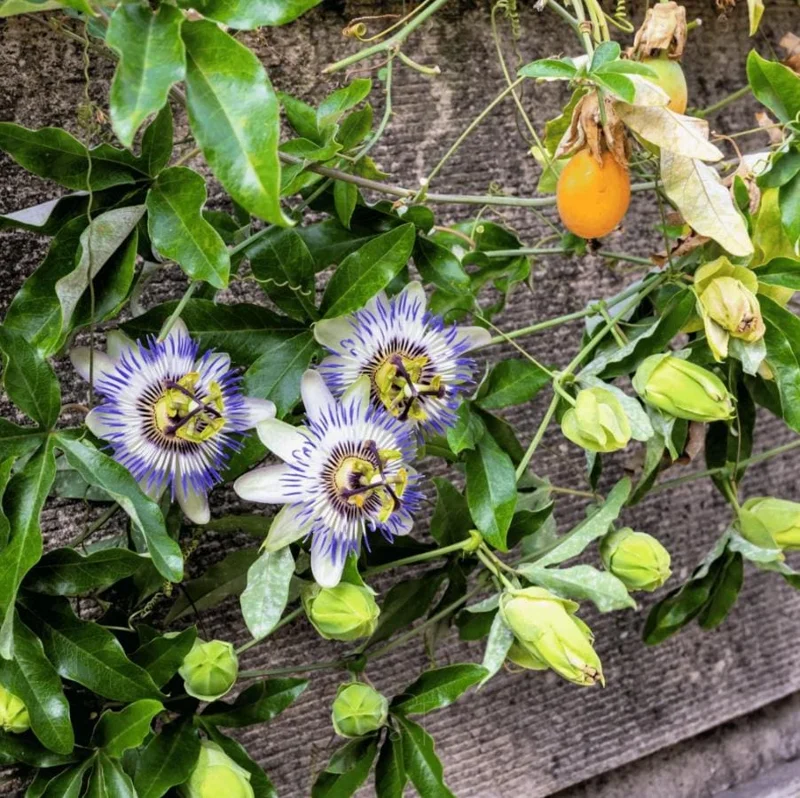 Blue Caerulea Passiflora Live Plant – 4-6" Tall Starter – Stunning Blue Flowers for Trellis Blue Caerulea Passiflora Live Plant – 4-6" Tall Starter – Stunning Blue Flowers for Trellis - Image 5
