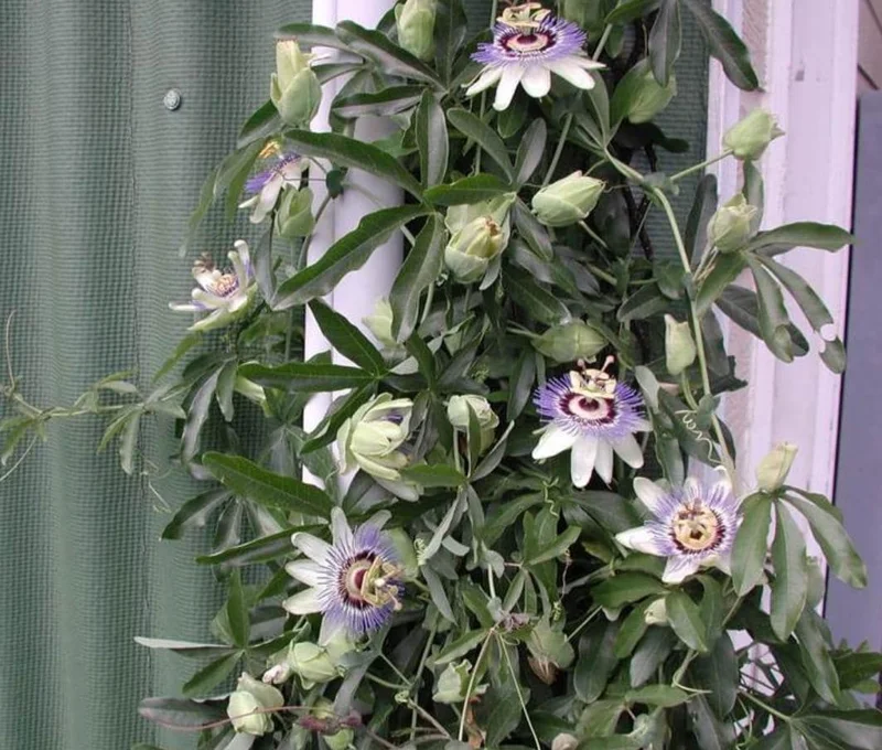 Blue Caerulea Passiflora Live Plant – 4-6" Tall Starter – Stunning Blue Flowers for Trellis Blue Caerulea Passiflora Live Plant – 4-6" Tall Starter – Stunning Blue Flowers for Trellis - Image 6