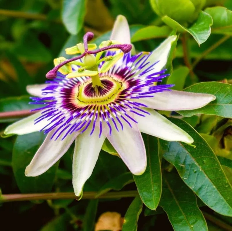 Blue Caerulea Passiflora Live Plant – 4-6" Tall Starter – Stunning Blue Flowers for Trellis Blue Caerulea Passiflora Live Plant – 4-6" Tall Starter – Stunning Blue Flowers for Trellis - Image 1