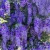 Bluebird Vine Petrea Volubilis Live Plant - Queen's Wreath - 5-9 Inch Tall Tropical Florida Wisteria Bluebird Vine Petrea Volubilis Live Plant - Queen's Wreath - 5-9 Inch Tall Tropical Florida Wisteria - Image 1