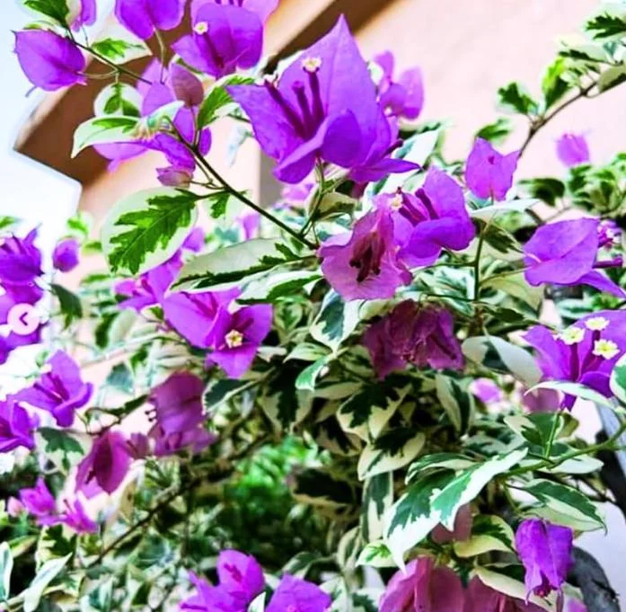 Bougainvillea Blueberry Ice Live Plant Set - 3 Plants, 4-6" Tall, Pink & Purple Flowers - Image 2