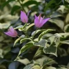 Bougainvillea Blueberry Ice Live Plant Set - 3 Plants, 4-6" Tall, Pink & Purple Flowers - Image 1