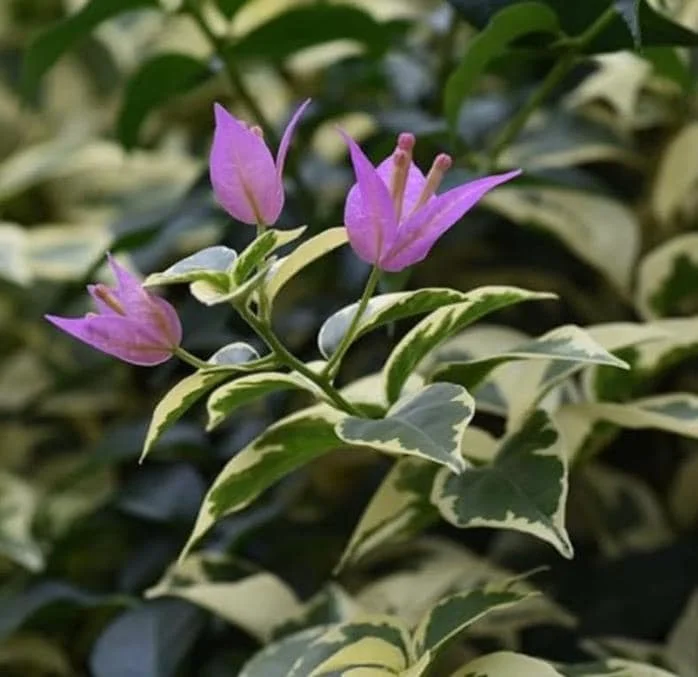 Home Bougainvillea Blueberry Ice Live Plant Set - 3 Plants, 4-6" Tall, Pink & Purple Flowers - Image 1