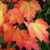 Brandywine Maple Live Tree – 1-2ft Tall – 1 Quart Pot – Ornamental Shade Tree - Image 1