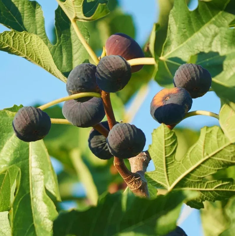 Brown Turkey Fig Tree Live Plant - 3 Pack Starter Plants, 4-8 Inch Tall, Edible Fruit Tree Brown Turkey Fig Tree Live Plant - 3 Pack Starter Plants, 4-8 Inch Tall, Edible Fruit Tree - Image 4