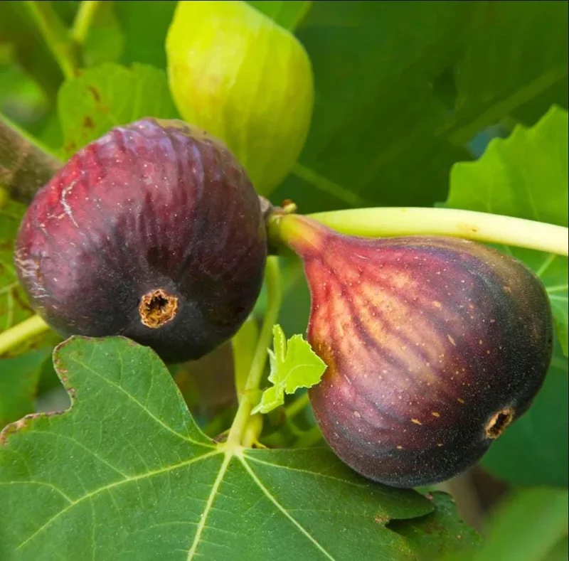 Brown Turkey Fig Tree Live Plant - 3 Pack Starter Plants, 4-8 Inch Tall, Edible Fruit Tree Brown Turkey Fig Tree Live Plant - 3 Pack Starter Plants, 4-8 Inch Tall, Edible Fruit Tree - Image 5