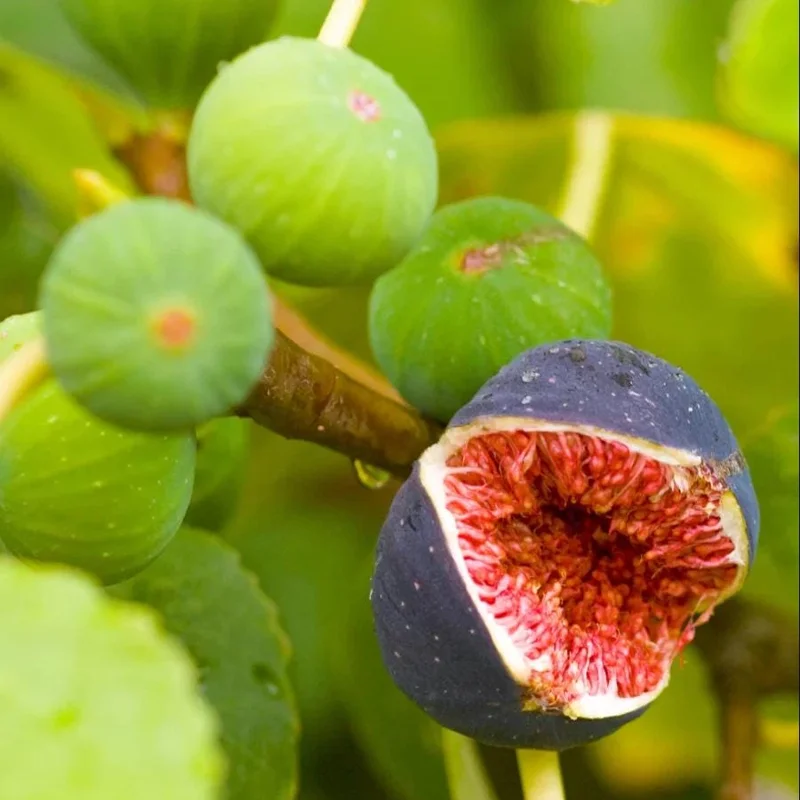 Brown Turkey Fig Tree Live Plant - 3 Pack Starter Plants, 4-8 Inch Tall, Edible Fruit Tree Brown Turkey Fig Tree Live Plant - 3 Pack Starter Plants, 4-8 Inch Tall, Edible Fruit Tree - Image 7