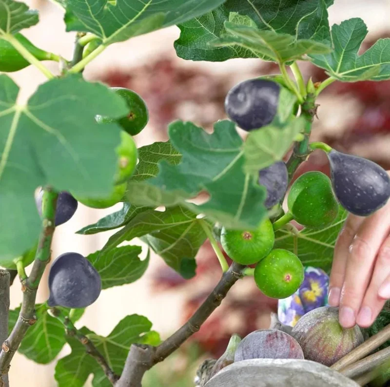 Brown Turkey Fig Tree Live Plant - 3 Pack Starter Plants, 4-8 Inch Tall, Edible Fruit Tree Brown Turkey Fig Tree Live Plant - 3 Pack Starter Plants, 4-8 Inch Tall, Edible Fruit Tree - Image 8