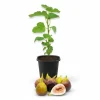 Brown Turkey Fig Tree Starter Plant - Ficus Carica Edible Fruit, 4-8 Inch Tall - Image 1