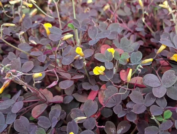 2 Burgundy Oxalis Triangularis Live Plant - False Shamrock, 4-6 Inch Tall, Houseplant Burgundy Oxalis Triangularis Live Plant - False Shamrock, 4-6 Inch Tall, Houseplant - Image 2