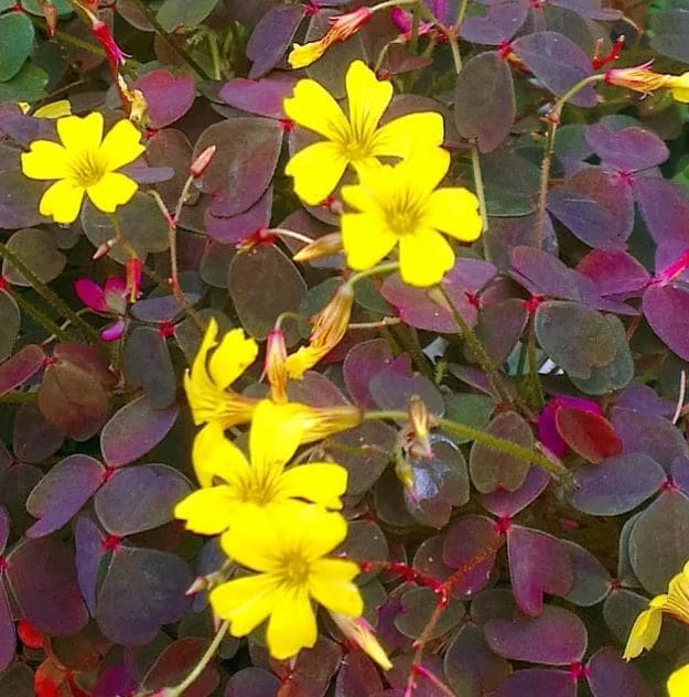 2 Burgundy Oxalis Triangularis Live Plant - False Shamrock, 4-6 Inch Tall, Houseplant Burgundy Oxalis Triangularis Live Plant - False Shamrock, 4-6 Inch Tall, Houseplant - Image 3