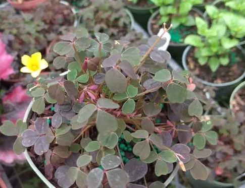 2 Burgundy Oxalis Triangularis Live Plant - False Shamrock, 4-6 Inch Tall, Houseplant Burgundy Oxalis Triangularis Live Plant - False Shamrock, 4-6 Inch Tall, Houseplant - Image 4