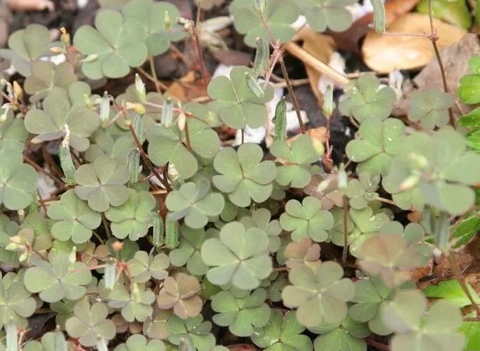 2 Burgundy Oxalis Triangularis Live Plant - False Shamrock, 4-6 Inch Tall, Houseplant Burgundy Oxalis Triangularis Live Plant - False Shamrock, 4-6 Inch Tall, Houseplant - Image 5