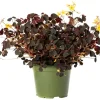 Burgundy Oxalis Triangularis Live Plant - False Shamrock Houseplant 4-6 Inch Tall Burgundy Oxalis Triangularis Live Plant - False Shamrock Houseplant 4-6 Inch Tall - Image 1