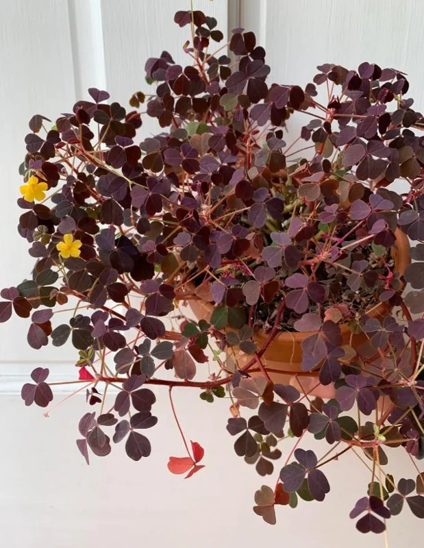 2 Burgundy Oxalis Triangularis Live Plant - False Shamrock, 4-6 Inch Tall, Houseplant Burgundy Oxalis Triangularis Live Plant - False Shamrock, 4-6 Inch Tall, Houseplant - Image 6