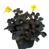 Burgundy Oxalis Triangularis Live Plant - False Shamrock, 4-6 Inch Tall, Houseplant - Image 1
