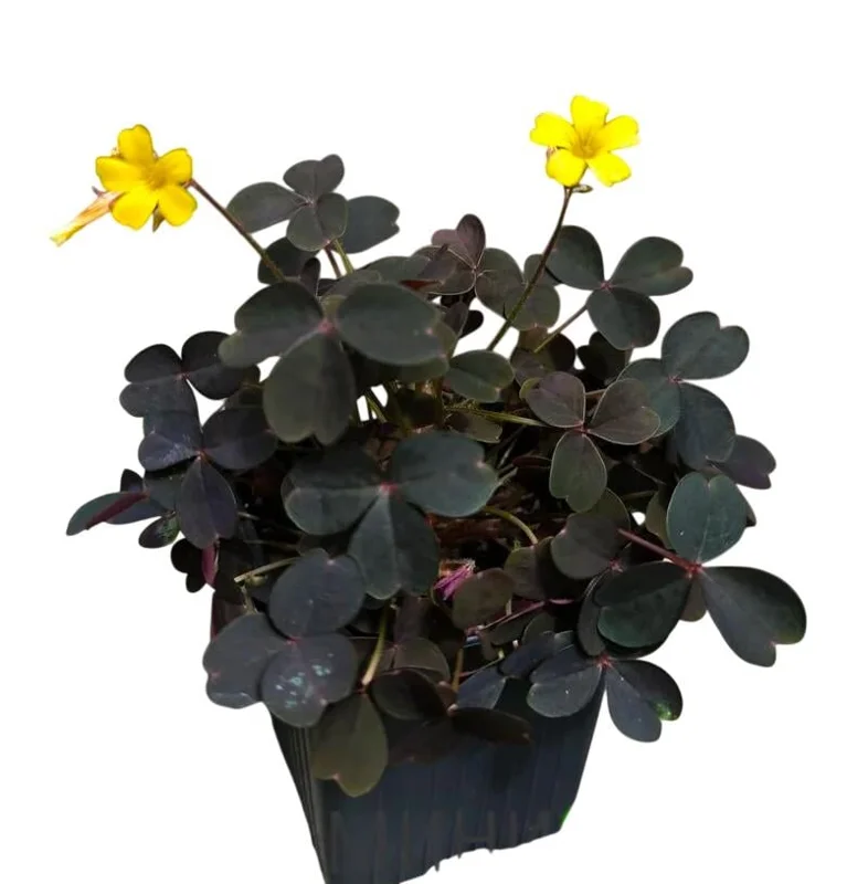 2 Burgundy Oxalis Triangularis Live Plant - False Shamrock, 4-6 Inch Tall, Houseplant Burgundy Oxalis Triangularis Live Plant - False Shamrock, 4-6 Inch Tall, Houseplant - Image 1