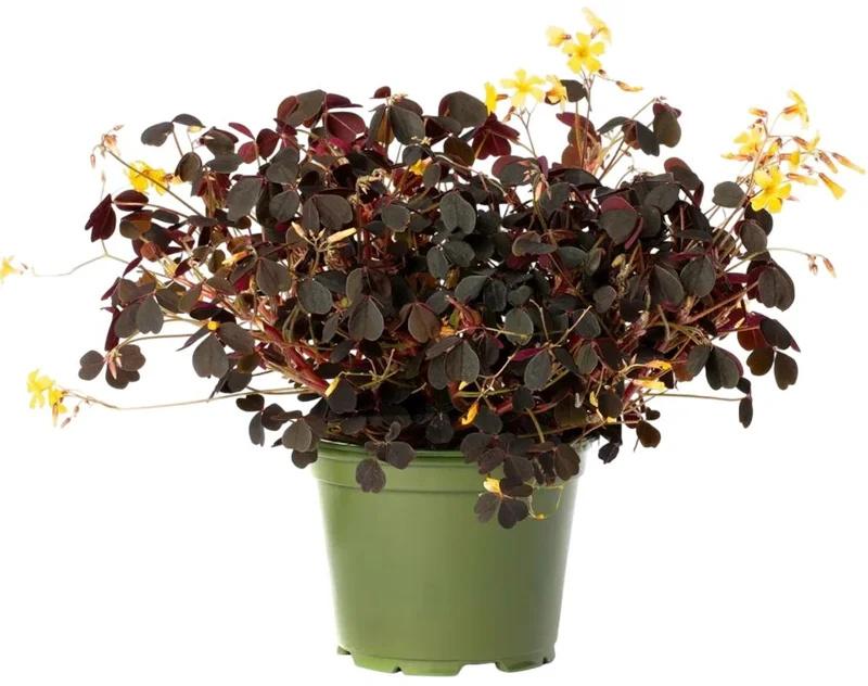 2 Burgundy Oxalis Triangularis Live Plant - False Shamrock, 4-6 Inch Tall, Houseplant Burgundy Oxalis Triangularis Live Plant - False Shamrock, 4-6 Inch Tall, Houseplant - Image 7
