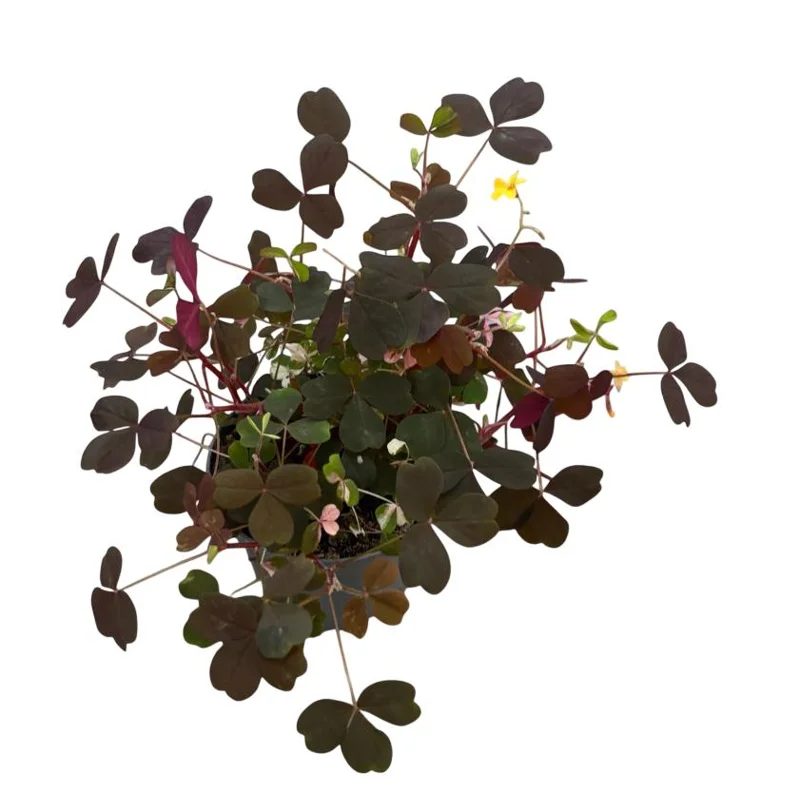 2 Burgundy Oxalis Triangularis Live Plant - False Shamrock, 4-6 Inch Tall, Houseplant Burgundy Oxalis Triangularis Live Plant - False Shamrock, 4-6 Inch Tall, Houseplant - Image 8