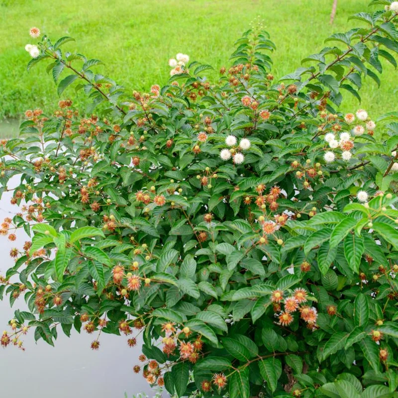 Button Bush Live Plant - 6-12" Tall - 4in Pot - Cephalanthus occidentalis Shrub Button Bush Live Plant - 6-12" Tall - 4in Pot - Cephalanthus occidentalis Shrub - Image 2