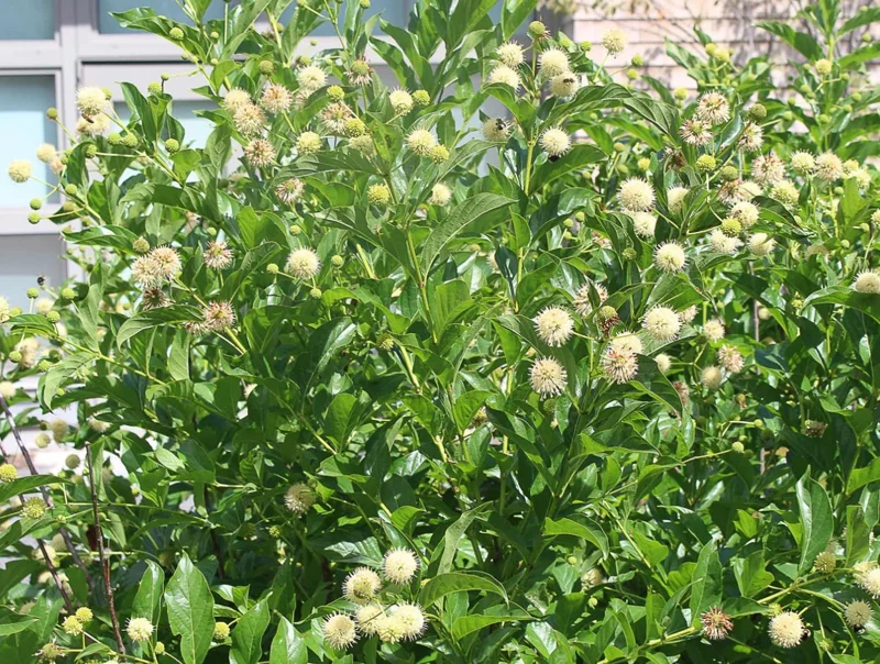 Button Bush Live Plant - 6-12" Tall - 4in Pot - Cephalanthus occidentalis Shrub Button Bush Live Plant - 6-12" Tall - 4in Pot - Cephalanthus occidentalis Shrub - Image 3