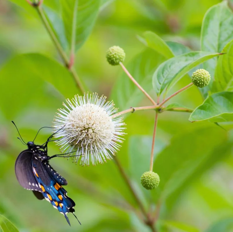 Button Bush Live Plant - 6-12" Tall - 4in Pot - Cephalanthus occidentalis Shrub Button Bush Live Plant - 6-12" Tall - 4in Pot - Cephalanthus occidentalis Shrub - Image 5