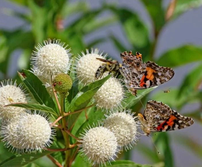 Button Bush Live Plant - 6-12" Tall - 4in Pot - Cephalanthus occidentalis Shrub Button Bush Live Plant - 6-12" Tall - 4in Pot - Cephalanthus occidentalis Shrub - Image 6