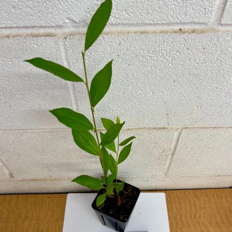 Button Bush Live Plant - 6-12" Tall - 4in Pot - Cephalanthus occidentalis Shrub Button Bush Live Plant - 6-12" Tall - 4in Pot - Cephalanthus occidentalis Shrub - Image 7