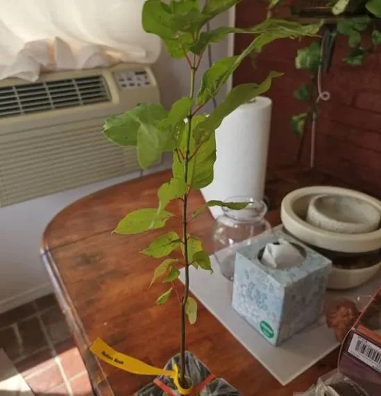 Button Bush Live Plant - 6-12" Tall - 4in Pot - Cephalanthus occidentalis Shrub Button Bush Live Plant - 6-12" Tall - 4in Pot - Cephalanthus occidentalis Shrub - Image 8