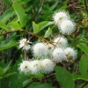 Button Bush Live Plant - 6-12" Tall - 4in Pot - Cephalanthus occidentalis Shrub - Image 1
