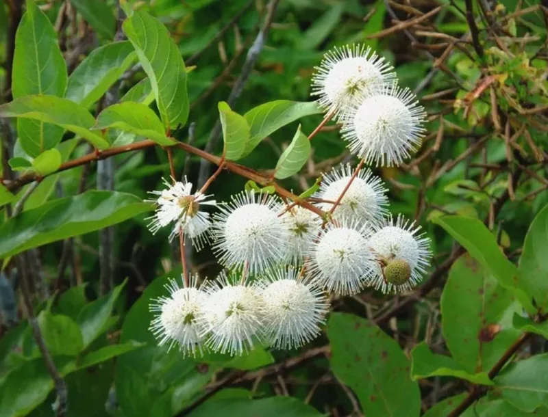 Button Bush Live Plant - 6-12" Tall - 4in Pot - Cephalanthus occidentalis Shrub Button Bush Live Plant - 6-12" Tall - 4in Pot - Cephalanthus occidentalis Shrub - Image 1