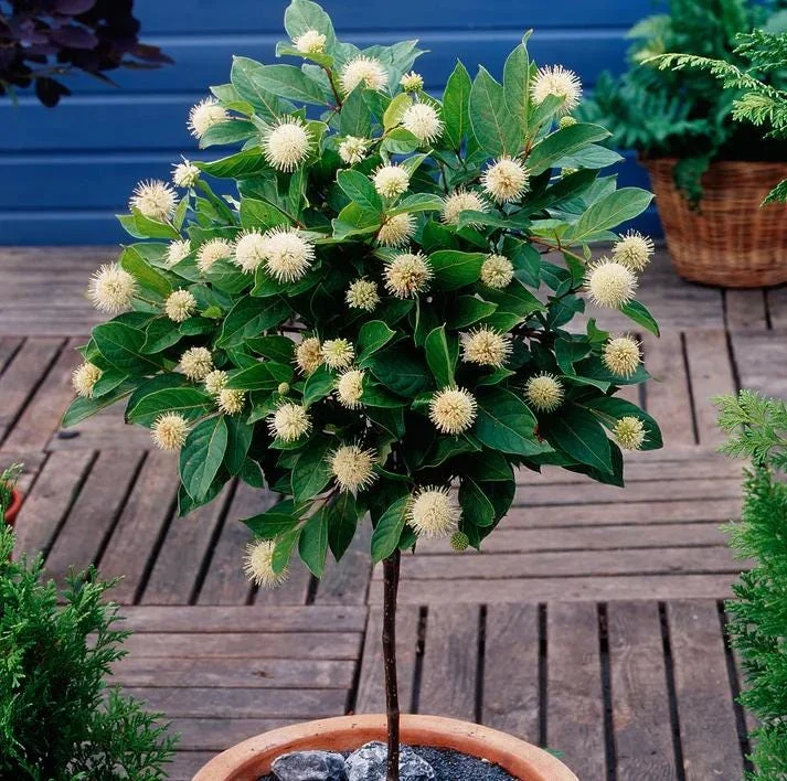 Buttonbush Bare Root Plant - Cephalanthus Occidentalis Shrub - 10-20 Inch Tall Buttonbush Bare Root Plant - Cephalanthus Occidentalis Shrub - 10-20 Inch Tall - Image 10