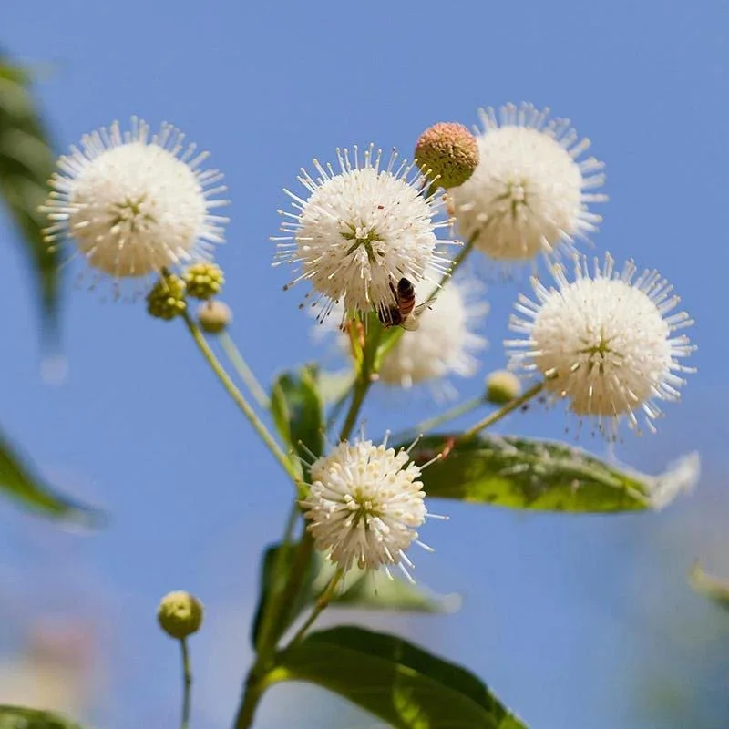 Buttonbush Bare Root Plant - Cephalanthus Occidentalis Shrub - 10-20 Inch Tall Buttonbush Bare Root Plant - Cephalanthus Occidentalis Shrub - 10-20 Inch Tall - Image 2