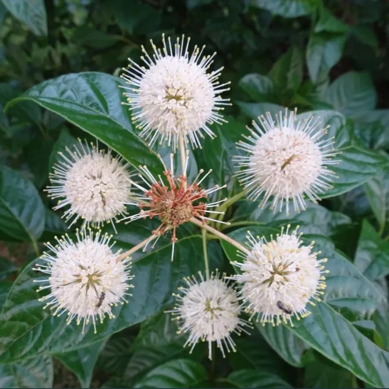 Buttonbush Bare Root Plant - Cephalanthus Occidentalis Shrub - 10-20 Inch Tall Buttonbush Bare Root Plant - Cephalanthus Occidentalis Shrub - 10-20 Inch Tall - Image 3