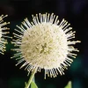 Buttonbush Bare Root Plant - Cephalanthus Occidentalis Shrub - 10-20 Inch Tall - Image 1