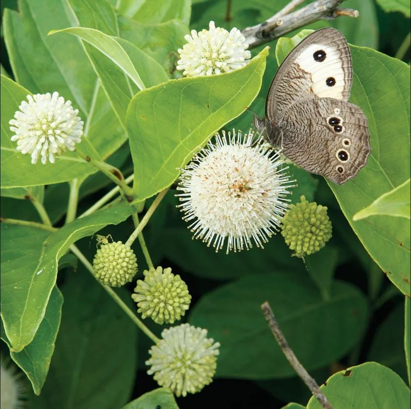 Buttonbush Bare Root Plant - Cephalanthus Occidentalis Shrub - 10-20 Inch Tall Buttonbush Bare Root Plant - Cephalanthus Occidentalis Shrub - 10-20 Inch Tall - Image 6