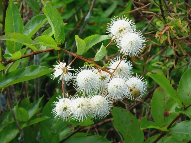 Buttonbush Bare Root Plant - Cephalanthus Occidentalis Shrub - 10-20 Inch Tall Buttonbush Bare Root Plant - Cephalanthus Occidentalis Shrub - 10-20 Inch Tall - Image 8