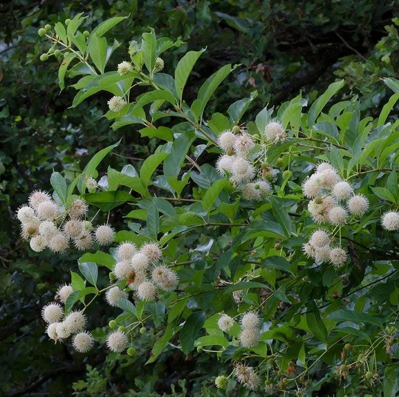 Buttonbush Bare Root Plant - Cephalanthus Occidentalis Shrub - 10-20 Inch Tall Buttonbush Bare Root Plant - Cephalanthus Occidentalis Shrub - 10-20 Inch Tall - Image 9