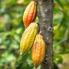 Cacao Live Plant - Chocolate Tree, Theobroma Cacao, 8-10 Inches Tall - Image 1