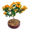 California Gold Bougainvillea Live Plant – Set of 2, Yellow, 4-6 Inch Tall California Gold Bougainvillea Live Plant – Set of 2, Yellow, 4-6 Inch Tall - Image 1