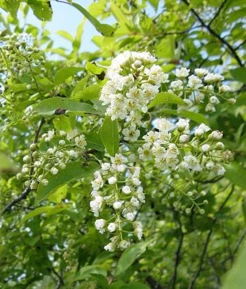 Canada Red Chokecherry Live Plant – 6-12" Tall – 3" Pot – Prunus virginiana Canada Red Chokecherry Live Plant – 6-12" Tall – 3" Pot – Prunus virginiana - Image 2