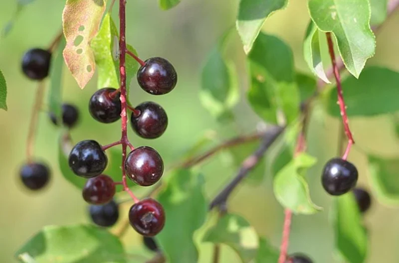 Canada Red Chokecherry Live Plant – 6-12" Tall – 3" Pot – Prunus virginiana Canada Red Chokecherry Live Plant – 6-12" Tall – 3" Pot – Prunus virginiana - Image 3