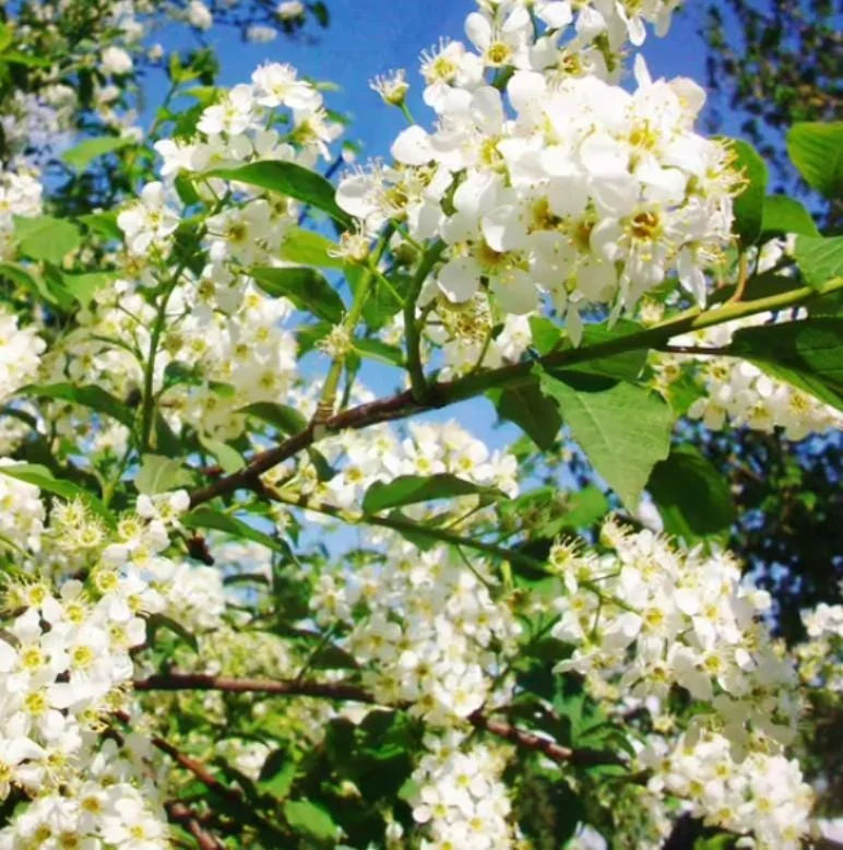 Canada Red Chokecherry Live Plant – 6-12" Tall – 3" Pot – Prunus virginiana Canada Red Chokecherry Live Plant – 6-12" Tall – 3" Pot – Prunus virginiana - Image 1