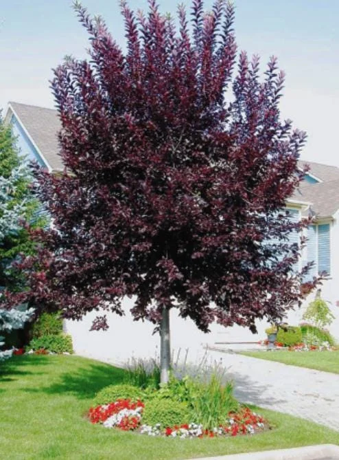 Canada Red Chokecherry Live Plant – 6-12" Tall – 3" Pot – Prunus virginiana Canada Red Chokecherry Live Plant – 6-12" Tall – 3" Pot – Prunus virginiana - Image 5