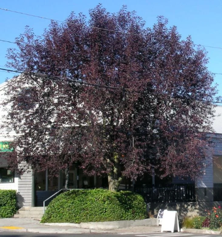 Canada Red Chokecherry Live Plant – 6-12" Tall – 3" Pot – Prunus virginiana Canada Red Chokecherry Live Plant – 6-12" Tall – 3" Pot – Prunus virginiana - Image 6